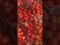 En la división de Tamaulipas y Veracruz, por toda la rivera donde se siembra🍅
