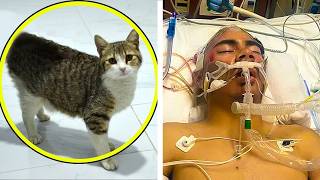 This Hospice Cat Entered A Patient’s Room, Then The Entire World Heard This Shocking Story!