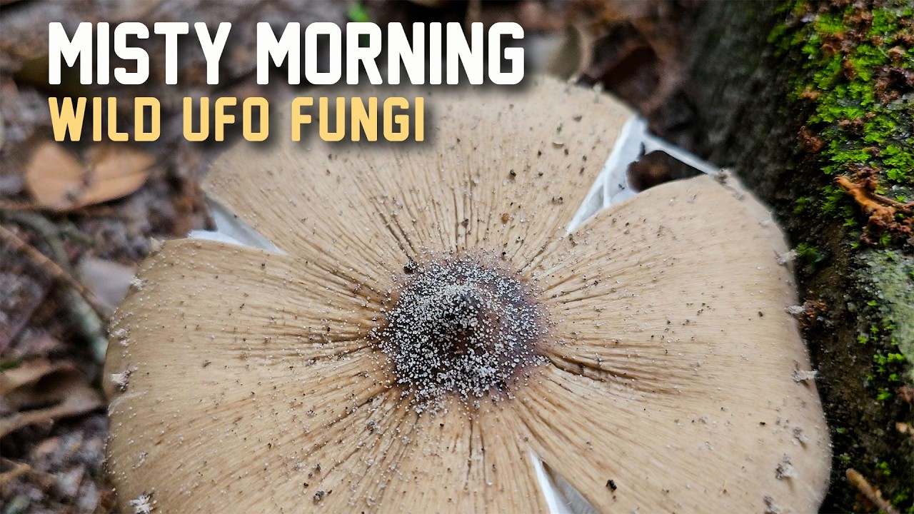 Misty Morning: Finding a Long Stemmed UFO Shaped Termite Mushroom