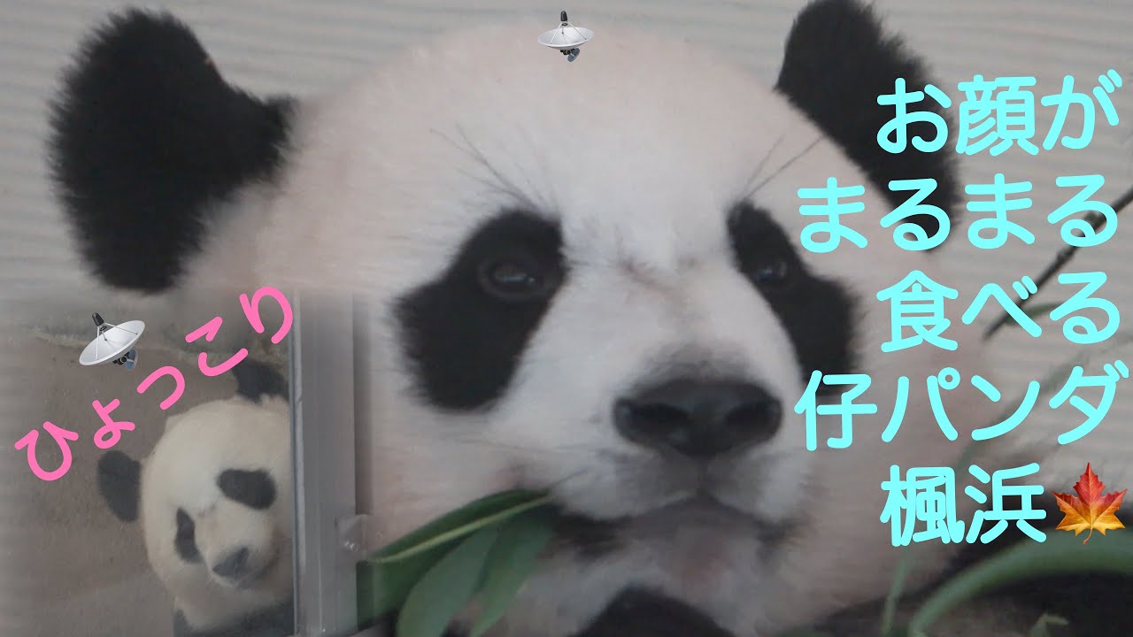 楓浜 まんまるお顔の可愛さよ 凛とした触覚 結浜 モートをウロウロ ぽめぱん Pandachannelbypomeranianfilm Youtube