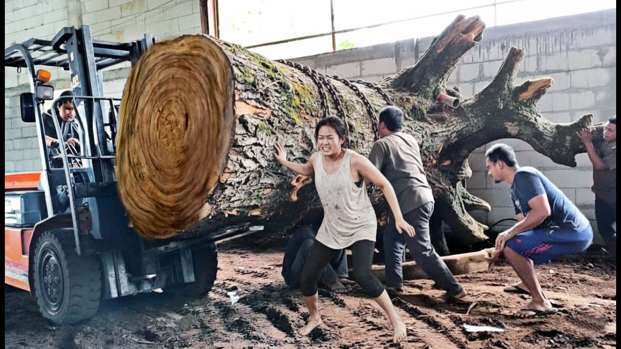 FULL OF DANGEROUS ACTION‼️Sawing a large trembesi wood from an old ...