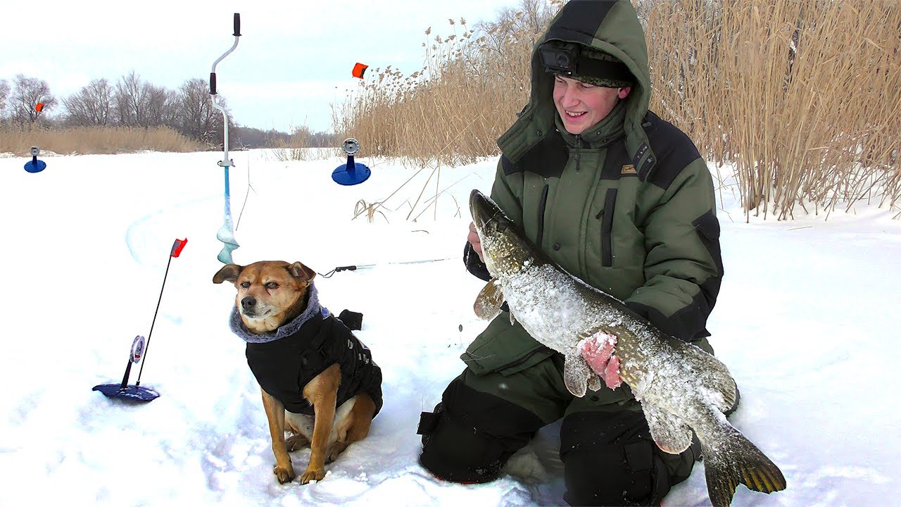 ЩУКА БОЛЬШЕ СОБАКИ! ПОЙМАЛИ БОЛЬШУЮ ЩУКУ.