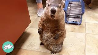 Download lagu Cheeky Groundhog Loves Making Nests Out Of Girl's Sweaters | Cuddle Buddies