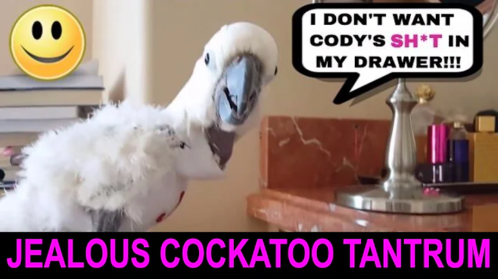 Jealous Cockatoo Throws Tantrum and Toys, After Fi...