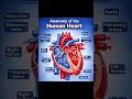 Anatomy of heart | human heart| biology | human anatomy |heart diagram #viral #shorts #shortsfeed