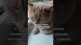 Медведи #котмишель #настроение #cat #мем #кот #юмор #смех #funnycats
