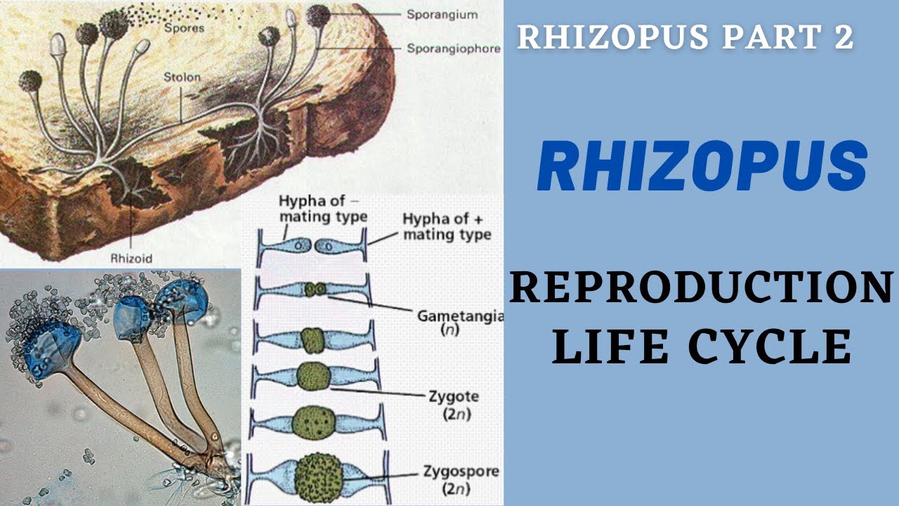 Rhizopus Reproduction Rhizopus Fungi Rhizopus Asexual And Sexual Reproduction Rhizopus Life 