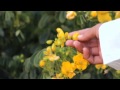 شيلة ايه ابرحل مونتاج فيصل الذيابي 
