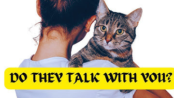 Unlocking The Secret Language Of Cats: 4 Surprising Ways They Communicate With Humans!