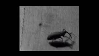 Unknown Artist | Adult (Katsunori Sawa reinterpretation) [The Weevil Series 2020]
