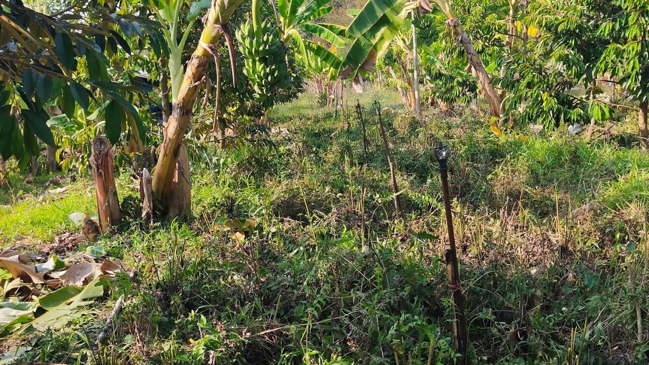 #เข้ามาความสะอาดบ้านสวน#ตัดแต่งกิ่งต้นผลไม้