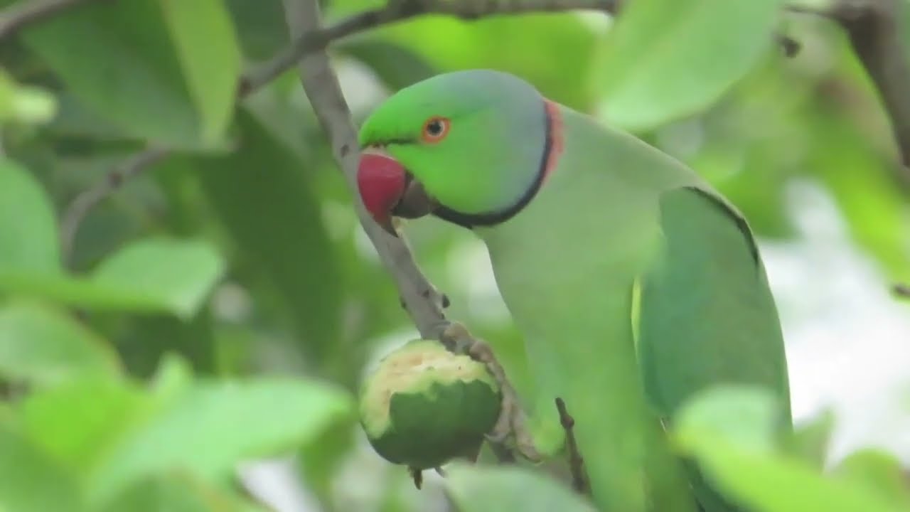 Parrots Eating Style: Parrot hold guava with foot while pecking with the beak.