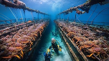 Tàu Đánh Bắt Tôm Hiện Đại Bậc Nhất Thế Giới , Đánh Bắt và Chế Biến Ngay Trên Biển