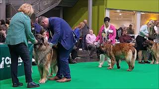 Leonberger Open Female Class Crufts 24