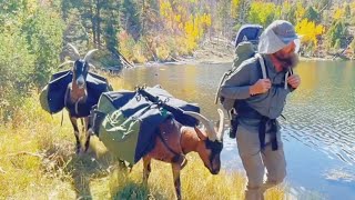 Will They Follow? Pack-Goats Into the Wild Camping Filet Mignon Cook Firebox Freestyle Fire-Pit