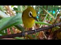 Masteran Pleci Cocok Untuk Merangsang Bunyi Pleci Bahan Mp3 - Mp4 Download