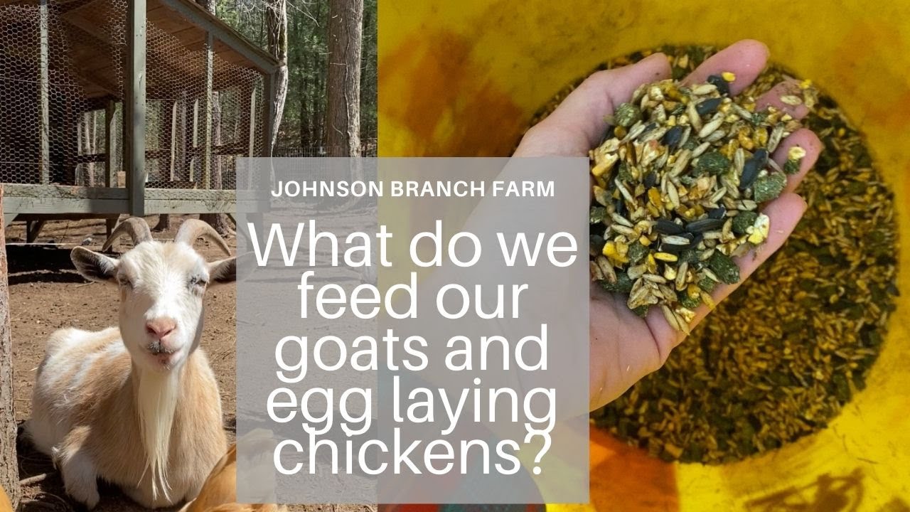What do we feed our goats and egg laying chickens? homesteader 