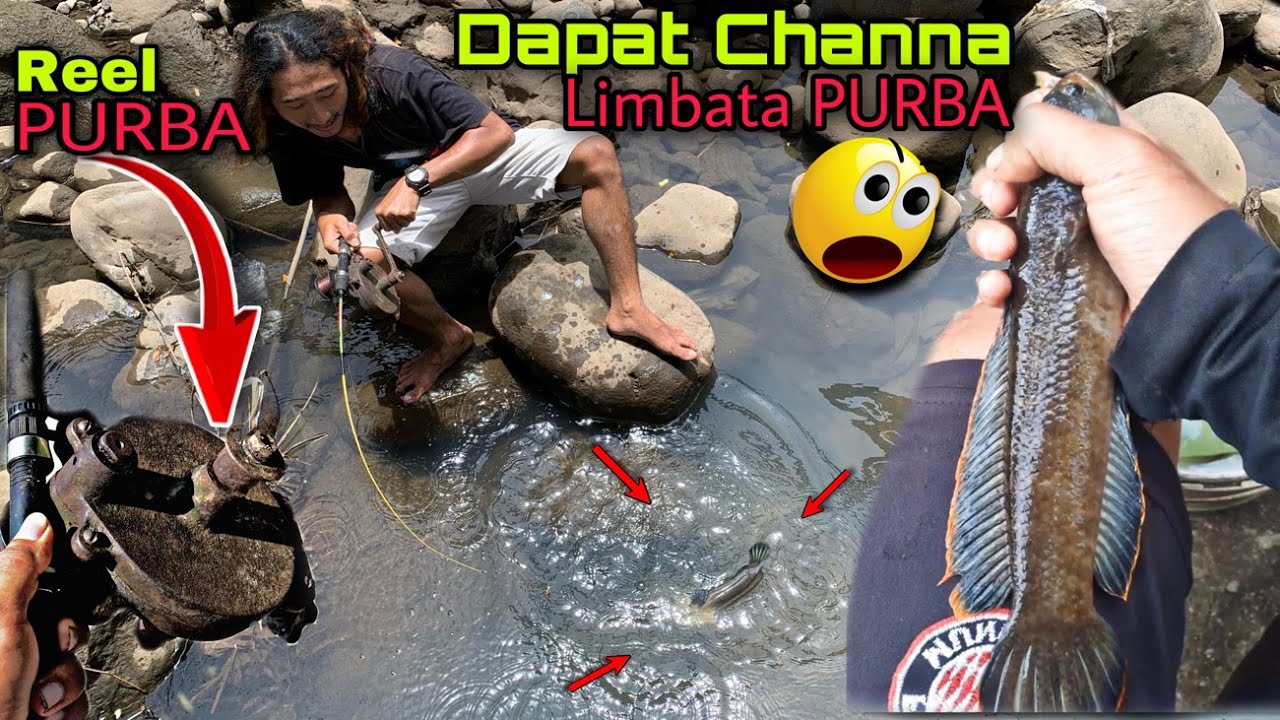 Mancing Channa Limbata super besar pakai pancing reelnya zaman Purba, mantap!!!