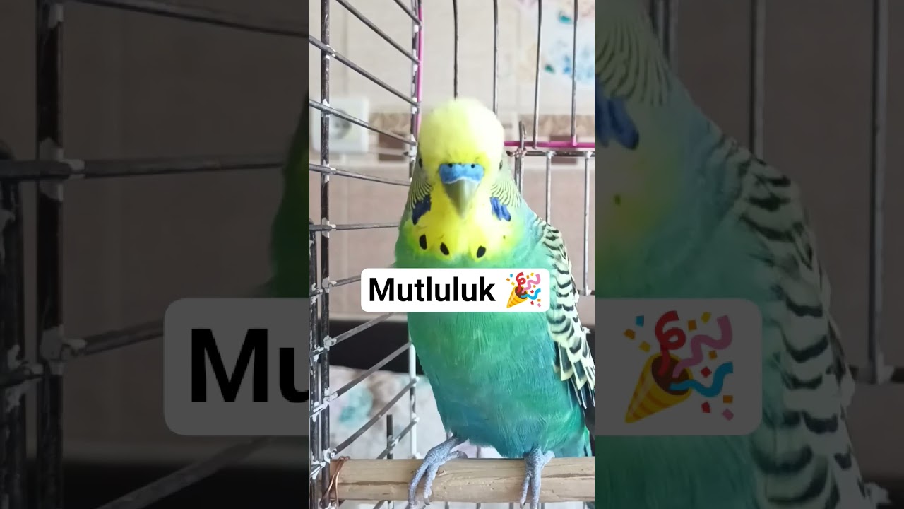 Muhabbet Kuşu Mutluluğu #muhabbetkuşu #muhabbetkuşusesi #muhabbetkuşufıstık #birds #talkingparot