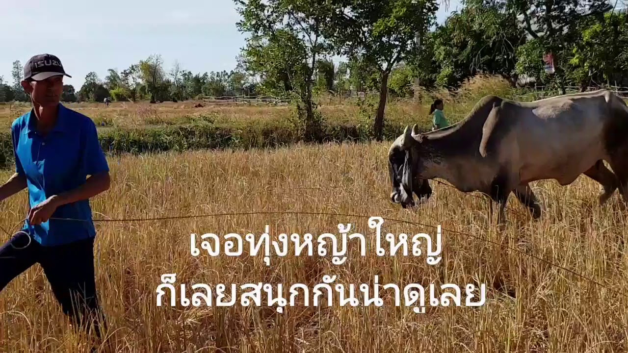 บ้านกลางพยอม-ขนวัวกลับบ้านเกิด