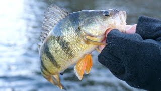 Fishing Cape Cod (and SE Mass) during March for Yellow Perch