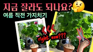 [4K] 여름 직전 제라늄 가지치기 해도 될까? 여름맞이 제라늄 가지치기는 필수가 아닌 선택! 이것만 지켜주면 여름 가지치기도 참쉽죠 #제라늄 #pelargonium #엑스칼리버