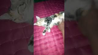 cat #cat #adorable #animals