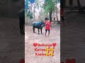 🥰balkunje🥰...... kambala fan