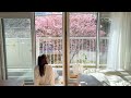 桜が咲く築50年和室でお花見🌸20代リノベ団地一人暮らしの日常 Vol.8