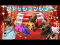 『ミニチュアダックス』最近買ったお洋服でファッションショー