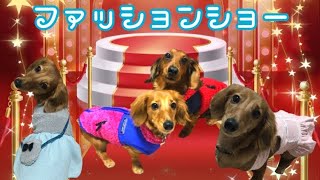 『ミニチュアダックス』最近買ったお洋服でファッションショー