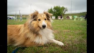 Nieoficjalne zawody agillity Dog Motion w Poznaniu by Lucy shetland sheepdog 280 views 2 years ago 2 minutes, 30 seconds