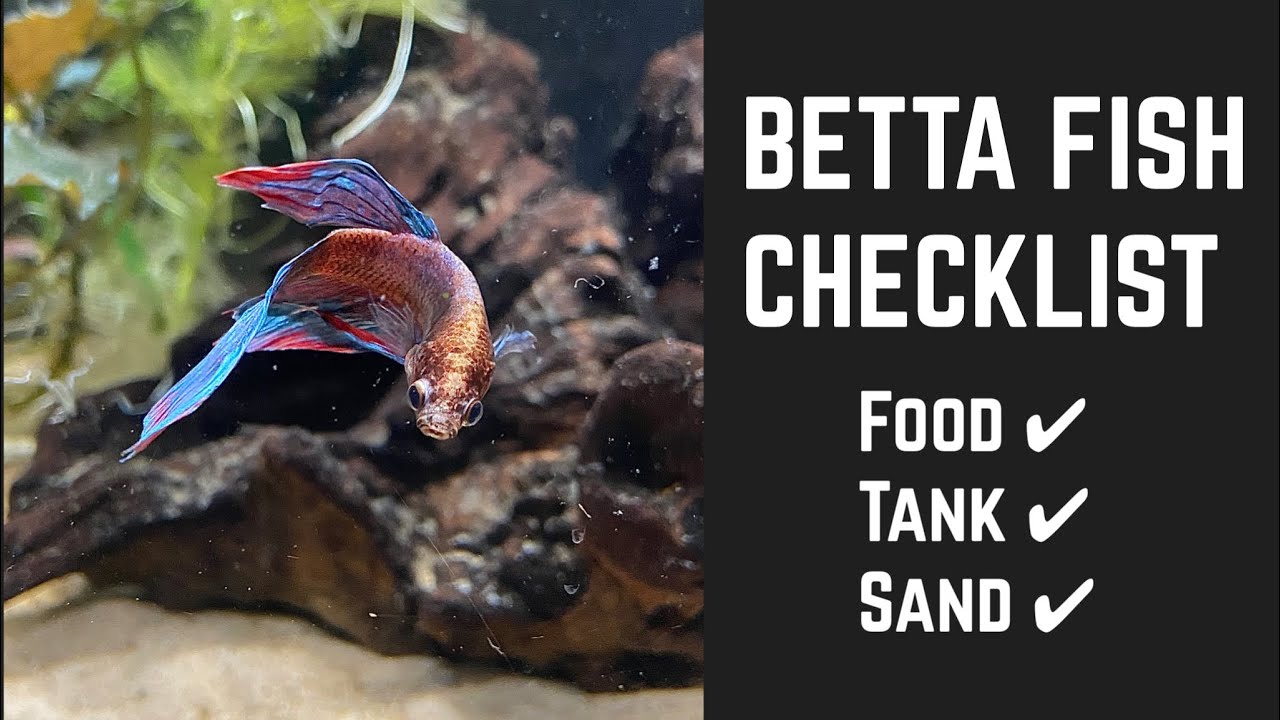 BETTA FISH CHECKLIST what do you need? YouTube