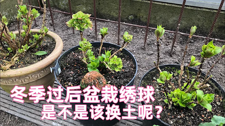 盆栽绣球花冬季过后该不该换新盆土/什么情况下需要换土/绣球土壤配置需要注意什么/如何百分百零失败用压条法培育繁殖绣球/如何正确换盆种植以及后期注意事项/顺带交去年绣球幼苗成长作业/24.02.2022 - 天天要闻
