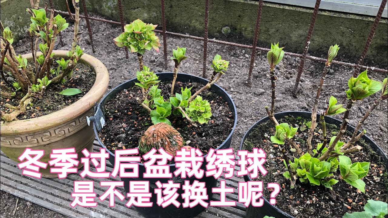 盆栽绣球花冬季过后该不该换新盆土 什么情况下需要换土 绣球土壤配置需要注意什么 如何百分百零失败用压条法培育繁殖绣球 如何正确换盆种植 以及后期注意事项 顺带交去年绣球幼苗成长作业 24 02 22 Youtube