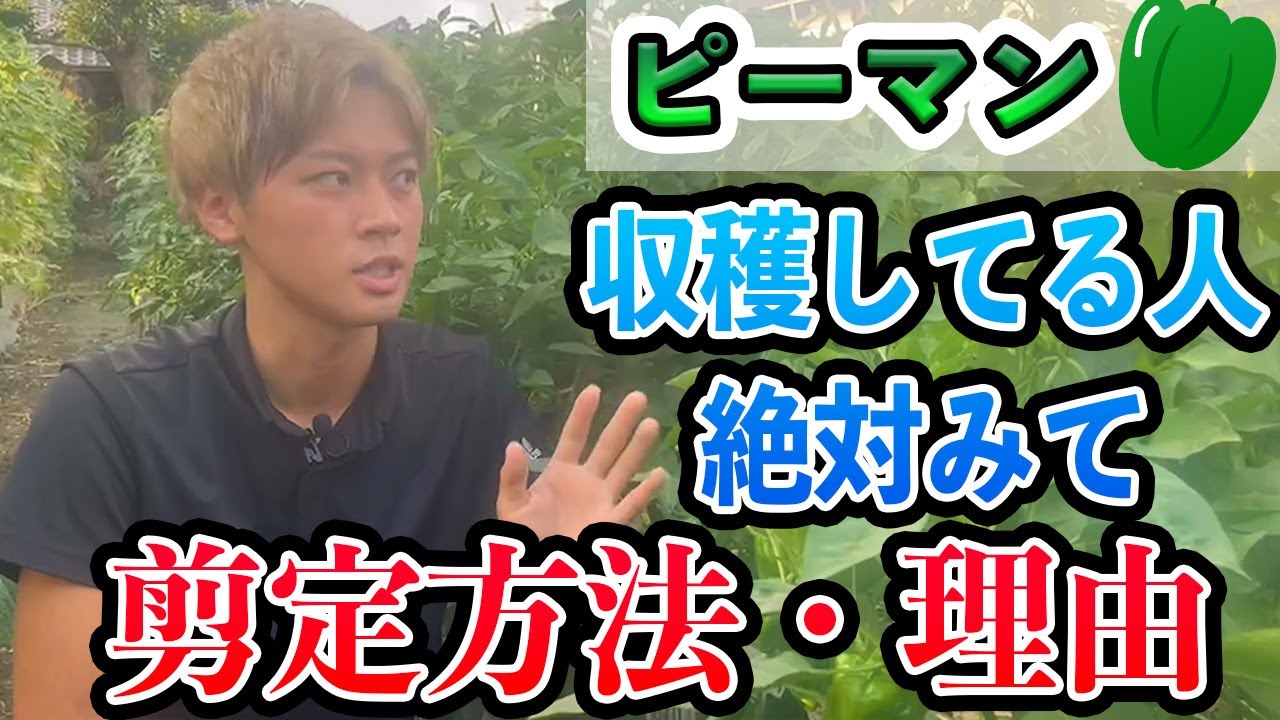 ピーマン 収穫できてる 剪定の方法を説明 ピーマンの育て方 Youtube
