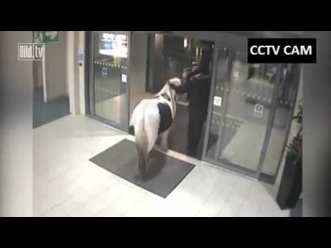 პოლიციის შენობაში ცხენი შევიდა (ვიდეო)