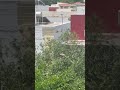 You Won’t Believe What Happened Near My Apartment #lifeisbutadream #love #whowillbemylifepartnerta