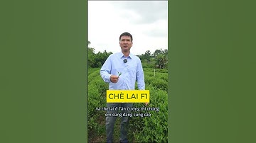 Top 3 loại chè ngon nhất ở Thái Nguyên mà chúng em đang cung cấp #chethainguyen #chethai