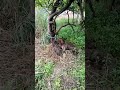 アナグマ捕獲