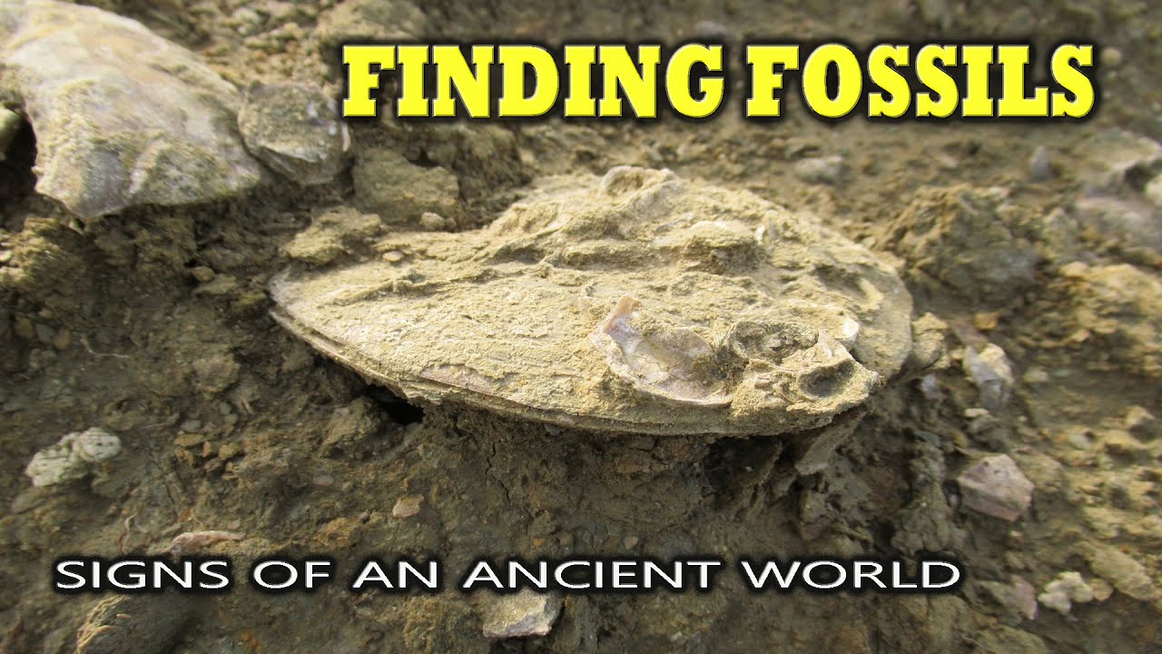 Finding Fossils - Signs of an Ancient World - YouTube