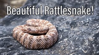 Beautiful Rattlesnake in the Mojave Desert!