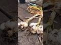 Elephant #garlic #harvest #garlicharvest #garden #shortvideo #backyardgardening  #backyardgarden