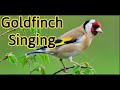 GOLDFINCH song Best for training 2020 - اسمع واستمتع صوت الحسون البري - Chardonneret chant