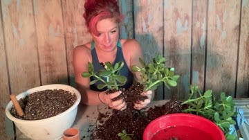 How-To Break a Large Jade Plant into Smaller Jade Plants