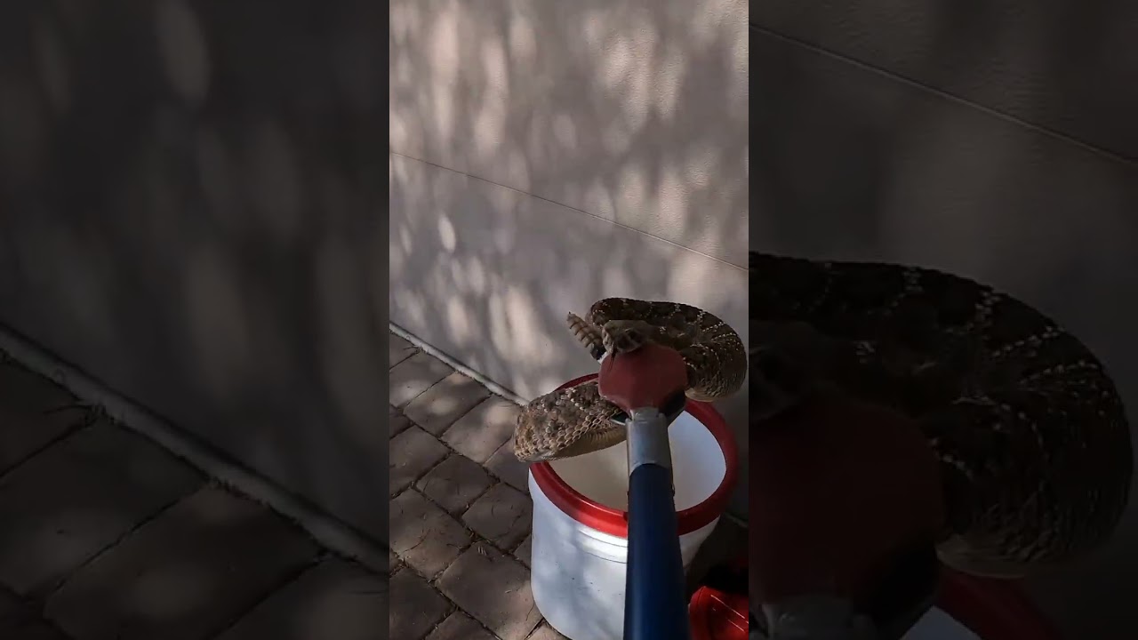 Catching a rattlesnake, gently and safely. The tongs, when used properly like this, allow us to quic