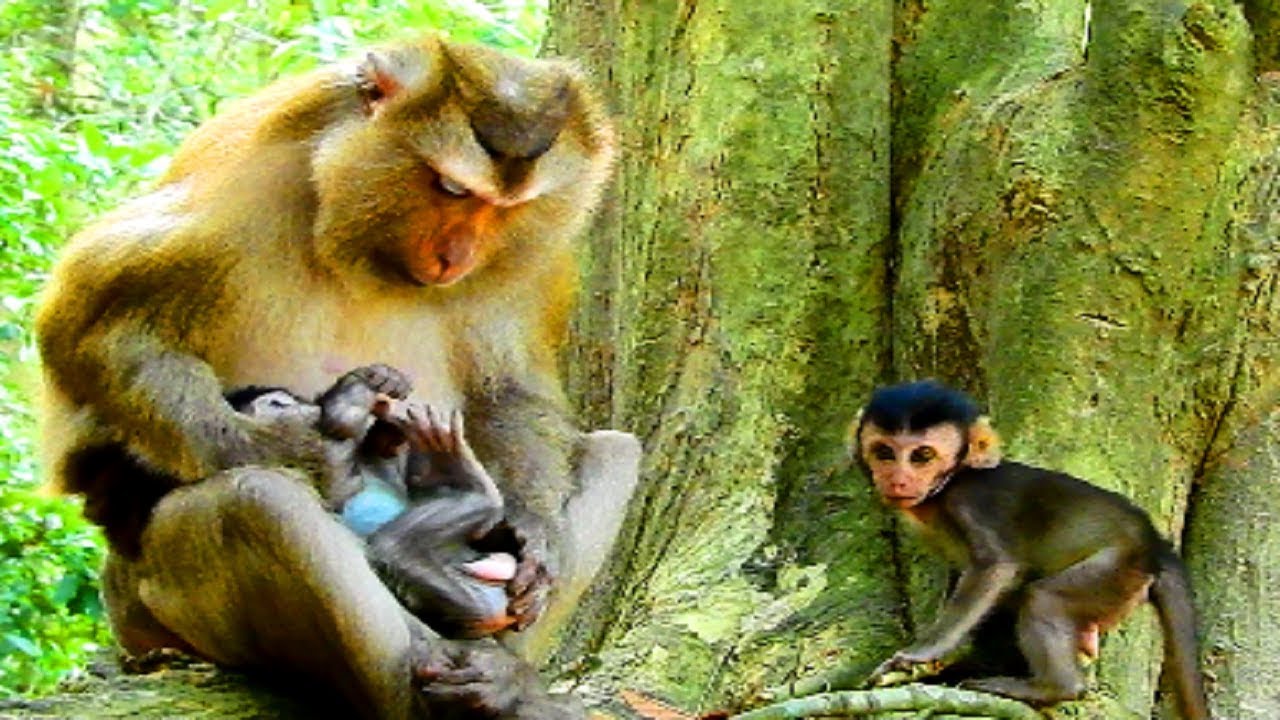 Pigtail Need One Baby But No Have TS173 Mono Pueblo