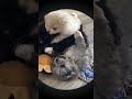 Me and my friends #dog #dogs #dogshorts #doglife #puppies #cutedog #puppy #pets #shorts #short
