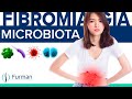 Fibromialgia por problemas en la MICROBIOTA intestinal 💩 Colon irritable