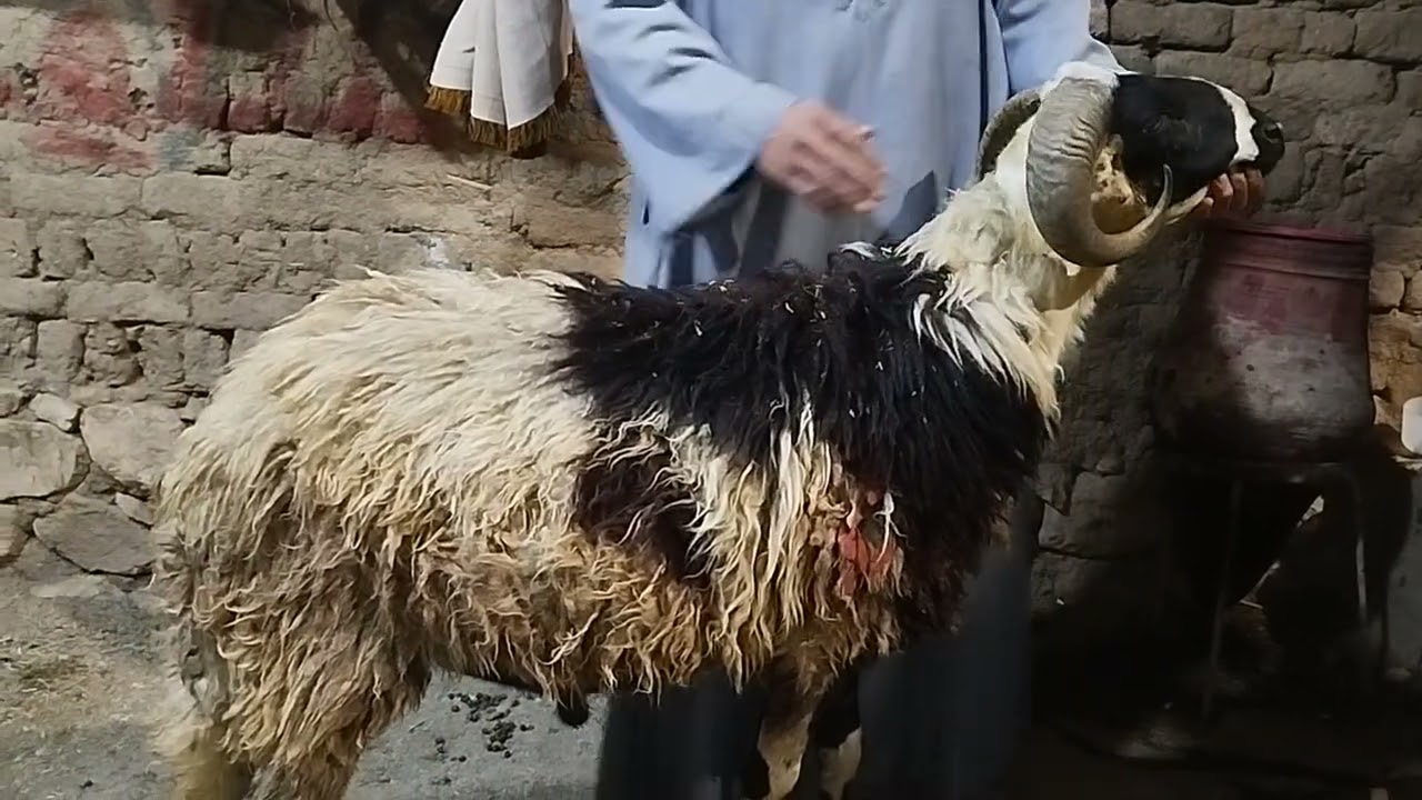 خروف طلوقة بردسي بيور عند ابو الريان (٠١١٥٧٧٩٠٦٠١)#عروض_بيع_الاغنام 